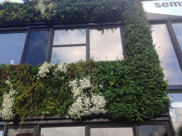 Green Wall Basics EFB