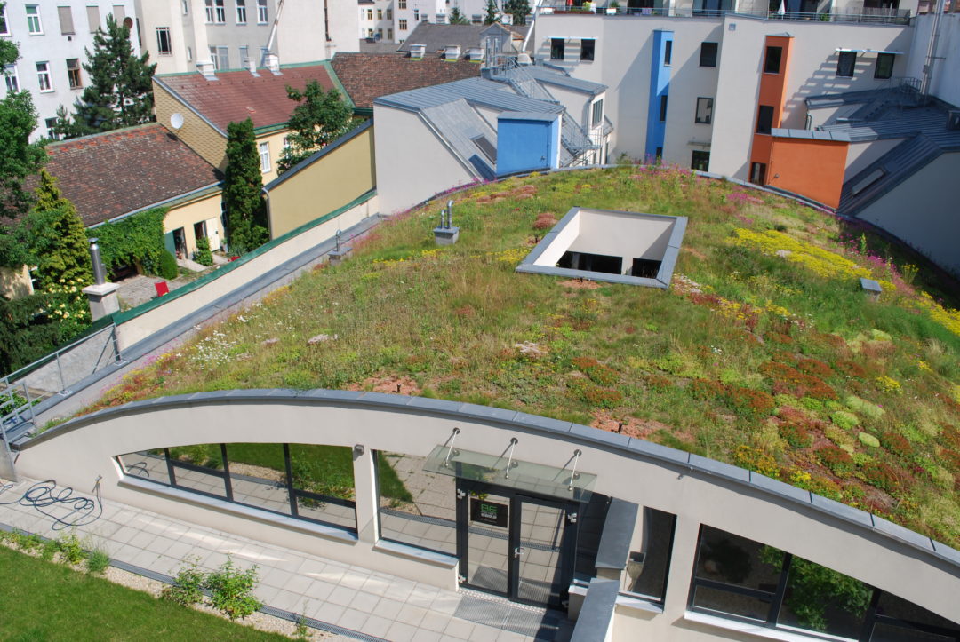 extensive green roof
