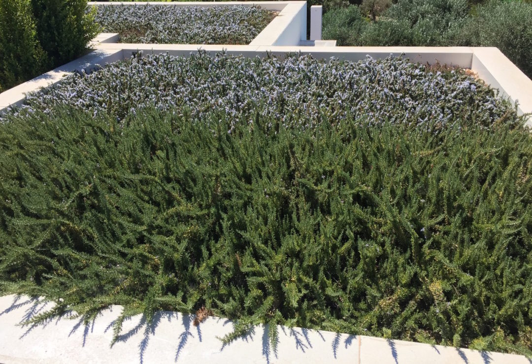 green roof Portugal