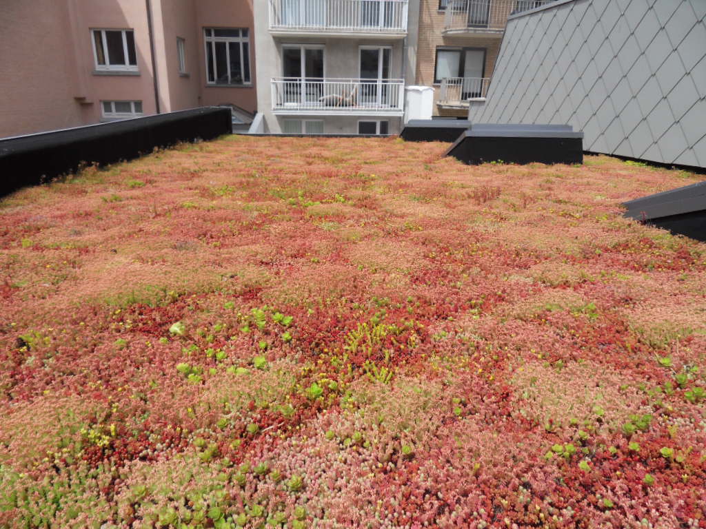 Greenroof_Belgium