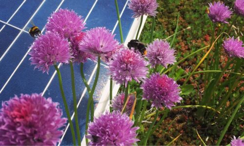 biosolar bees (C)Weiss-Tessbach